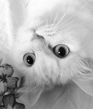 #ifollowback ^_^