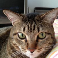 tabby (@nanacetbee) 's Twitter Profile