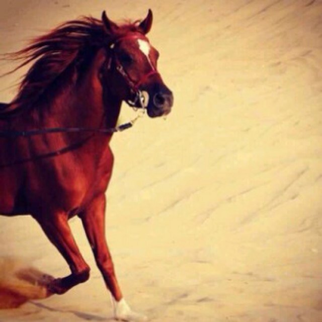 للتواصل عبر البلاك بيري 24E6CB38