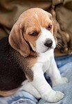 犬が大好きです。通勤電車のなかではもっぱら名言集などに最近はまっています。気軽に絡んでください！！