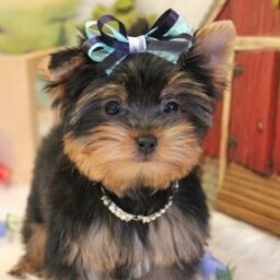 Vanity Pups Boutique