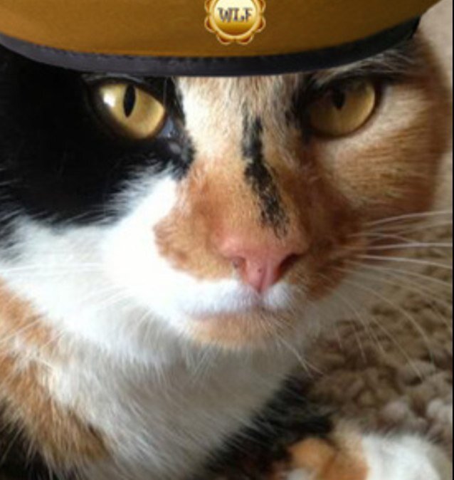 I'm Belcat. Welcome to my purrrfect world.member of #wlf since 13th august 2013.