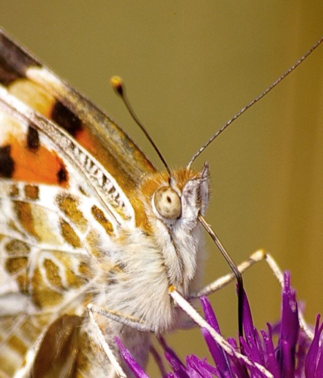 Forest Funk Linkdee Twitter twitter