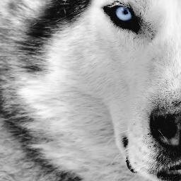 Wolf Pack 4 Lyfe