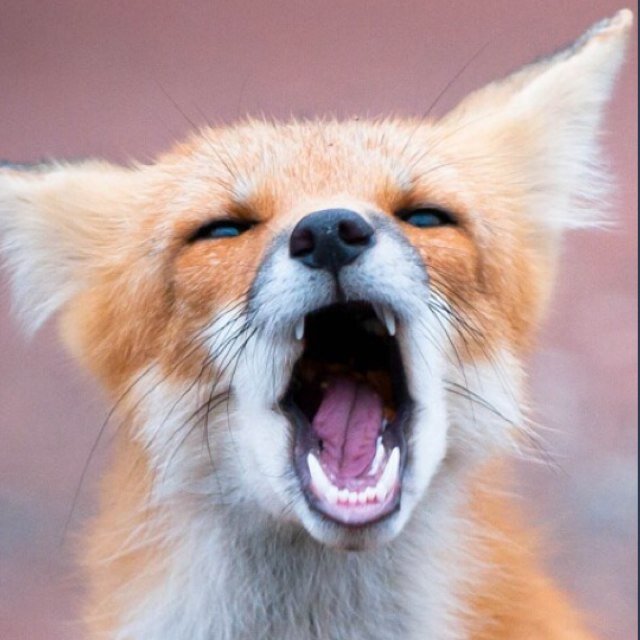 QualityNicki's profile picture. queen