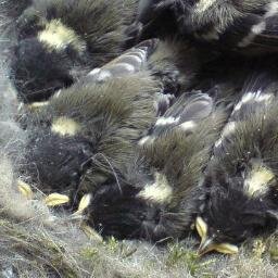 A virtual Group supporting ringing in your historic County for @__COO. Conserving species and their habitat through scientific study.