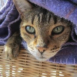 skycatone's profile picture. Desk jockey, cat slave and pilot of a two wheeled demon!