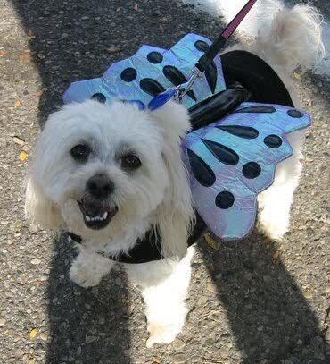 I am a rock star puppy, adorable if I do say so myself, creating adventures everyday with my friends that we can't wait to share with you.