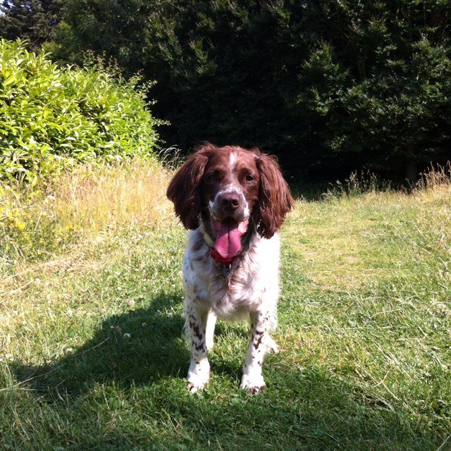 _foranimals's profile picture. From the UK. Soft spot for cats & English Springer Spaniels.