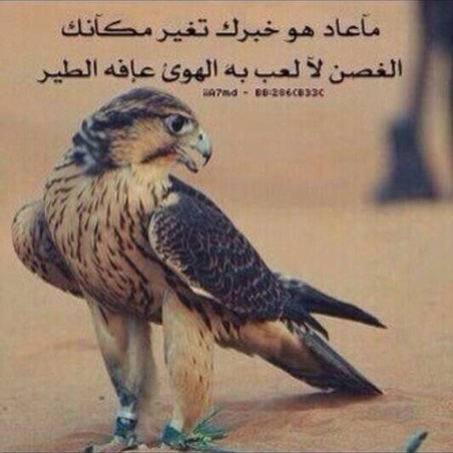 في عالم تويتر اعيش بإسم مستعار ومشاعر صادقه.وفي عالمنا الحقيقي اعيش بإسم حقيقي ومشاعر مستعاره.. (تغريداتي بالمفضله ❤KSA❤