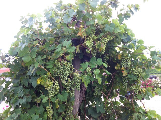 binky2012's profile picture. 