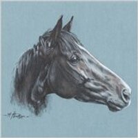 Equestrian Artist (@mandyflockton) 's Twitter Profile