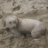 Gun Dogs Unlimited (@gundogsultd) 's Twitter Profile