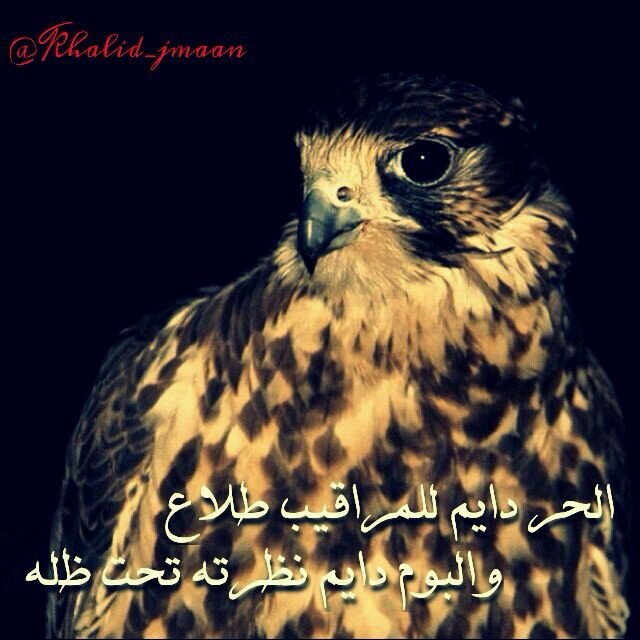 جيتك بعشق البدو وسلوم جداني ماأخون حبك أنا وعروقي ♡♡