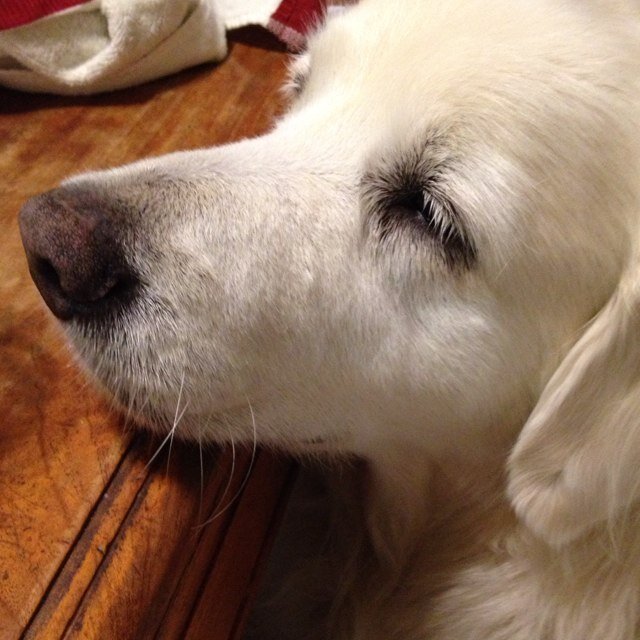 Pitachips2's profile picture. 