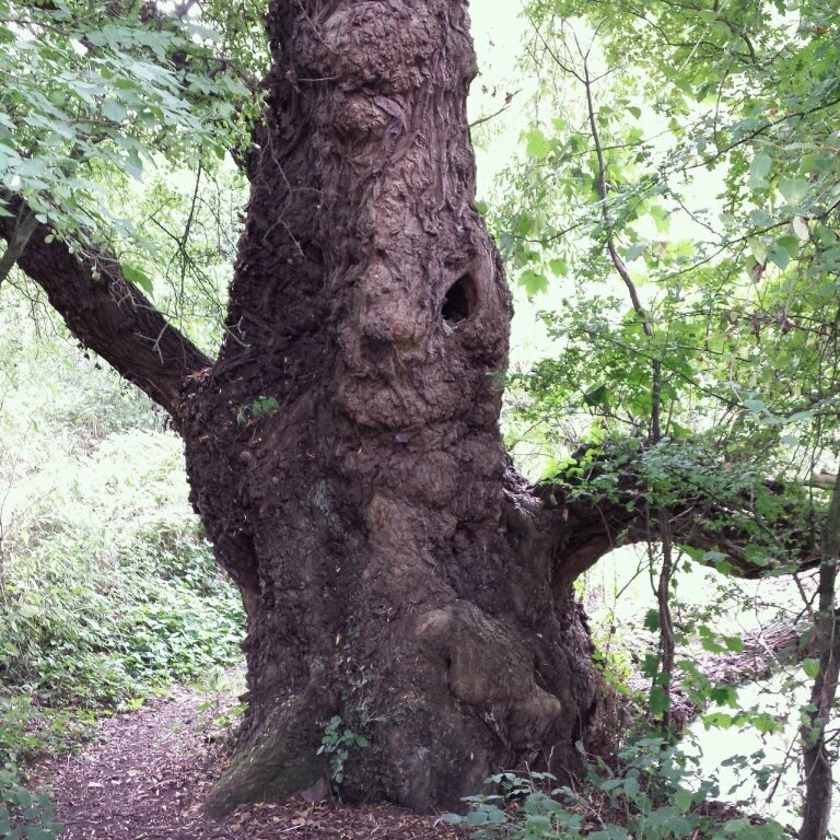 DinosharkVsDom's profile picture. wrongun.