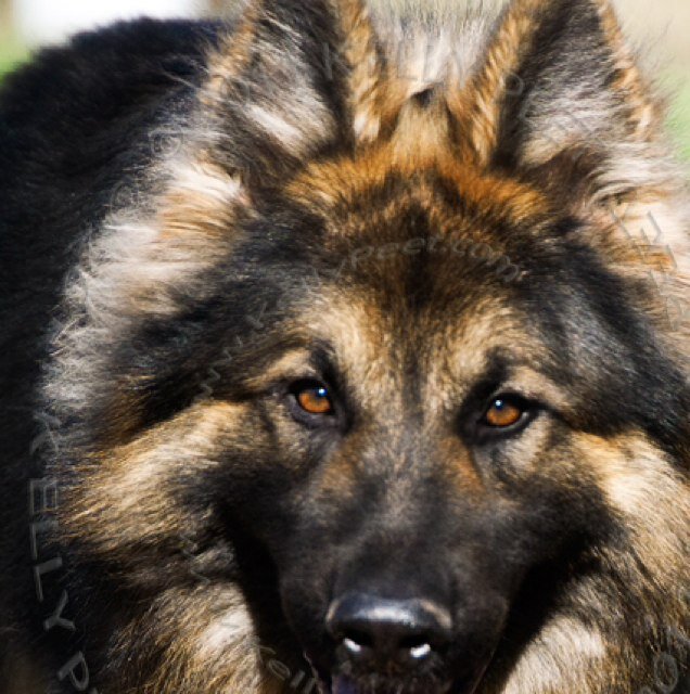 Hi im Dage a male Long haired german shepherd my Owner is @GCsFirstBatboy and im very protective of my family, #BadAssguardDog #noMate #Rp