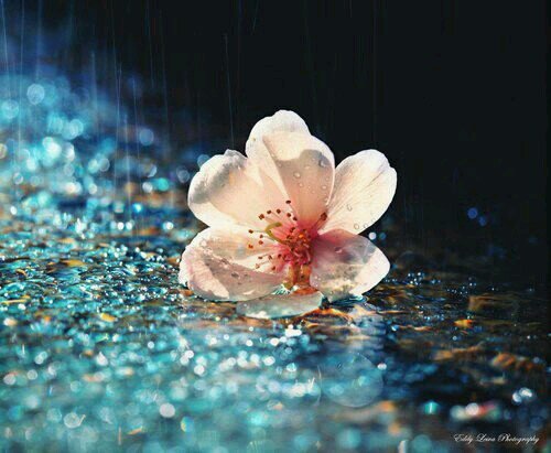 Z29Zozo's profile picture. اكتب مايعجبني،،ليس مابداخلللي فقط♪♡