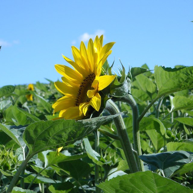 chibiringo_R's profile picture. 