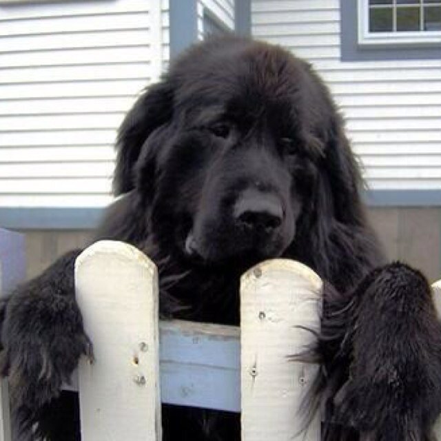 A Prince cursed to be a talking dog. Being trapped in a unloveable form is a fate worse than death. {RP, 18+}