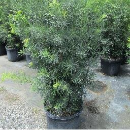 We are a wholesale plant Grower Ph: (786) 255-2832
Please follow us on https://t.co/3AvK46giiz?…