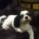 Jasmine Jade Kong - @AnimalLover165 - Twitter