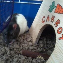 CarrotTheRat's profile picture. I pee on everything, especially my caretakers.
