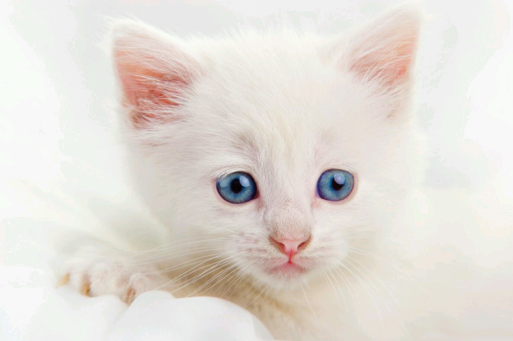 Hai! I'm Winterpaw! My fur is the color of snow! One day I hope to find a Clan and a Family! I also hope to find a caring Boyfriend! ^^