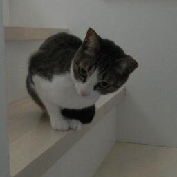 元エディター兼ライターで紅白歌手。グローバルHRからIT Secにconvert。猫飼い,鍵盤&チェロ弾き,カトリック/ NHKFM「古楽の楽しみ」リスナー/ N響&BCJ定期会員/オフコース,スピッツ,STING /MarriottVacationClub,JGC✈️青組とのダブルステイタスが夢。mixi2にも棲息。