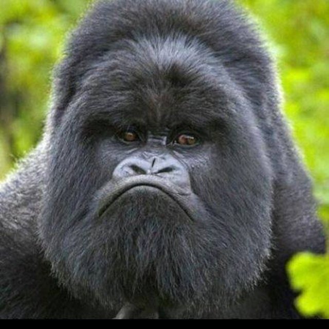 Olangiesss's profile picture. somehow we all are bastard in a way.