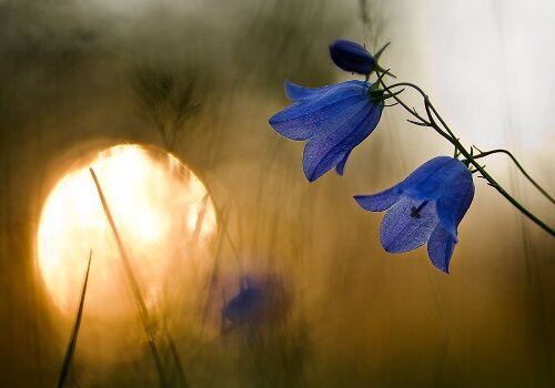 janamangal's profile picture. weekly janamangal......A dias of 20,000 members..that welcomes all