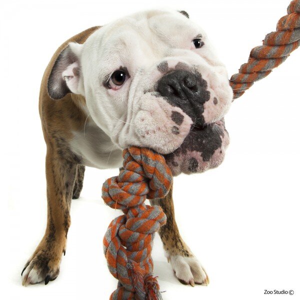 Doggy Daycare Grooming andnTraining. Hints, tips and pics from our online community.