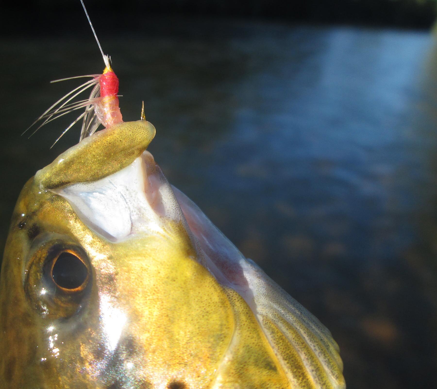 El pescador pensate. Blog sobre MIS experiencias en los ríos de León