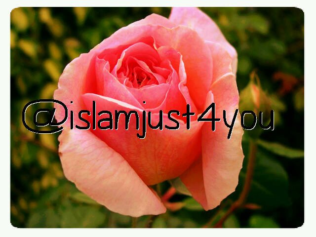 Moge allah subhana wa tahala ons in sha allah leiden, tot in het paradijs allahouma amin♥.///     (Nederlands-arabisch-engelse- islamistische tweets/plaatjes♥