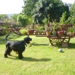 enterpreneur , pet blogger and pet sitter http://t.co/cofVCW7fYo