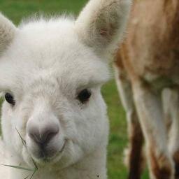 At Homefield, near to Louth, we produce wool from our own alpaca herd. We offer a selection of natural coloured alpaca wool for sale.