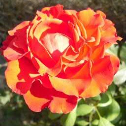 efotinis's profile picture. Error: achievement not found