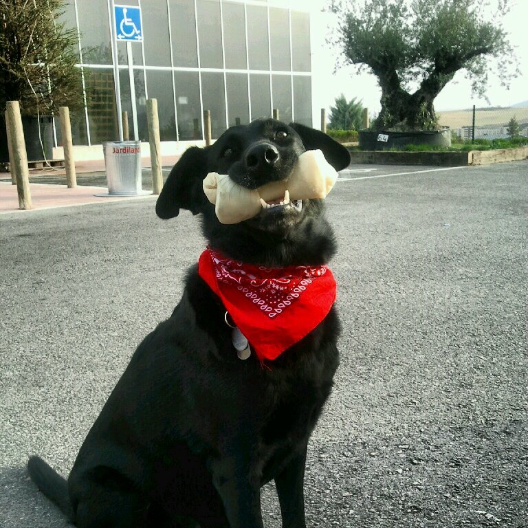 Unpacked13's profile picture. Educadora Canina y Técnica en Modificación de Conducta. Técnico en Intervenciones Asistidas con perros. ATV.