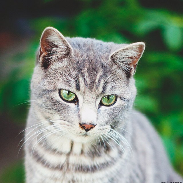 Gato gatoso famoso por mi hermosura, bitches hay fiestas en mi honor. Magnus es mi purpurinoso y yo soy su gatuflo.