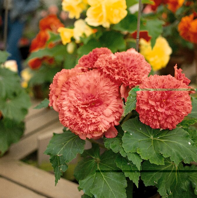 ali_hanj007's profile picture. 