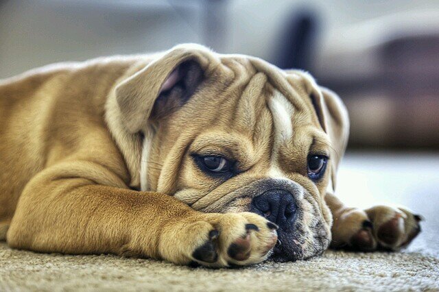 Hey! I'm Gladstone the english bulldog. Owners- @AnotherMrGold and @AstuteLibrarian (full bio in twitlonger)