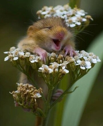 dyarrow5's profile picture. writer, gardener, healer, teacher, Earth advocate, nutrient-dense food, carbon-smart farming