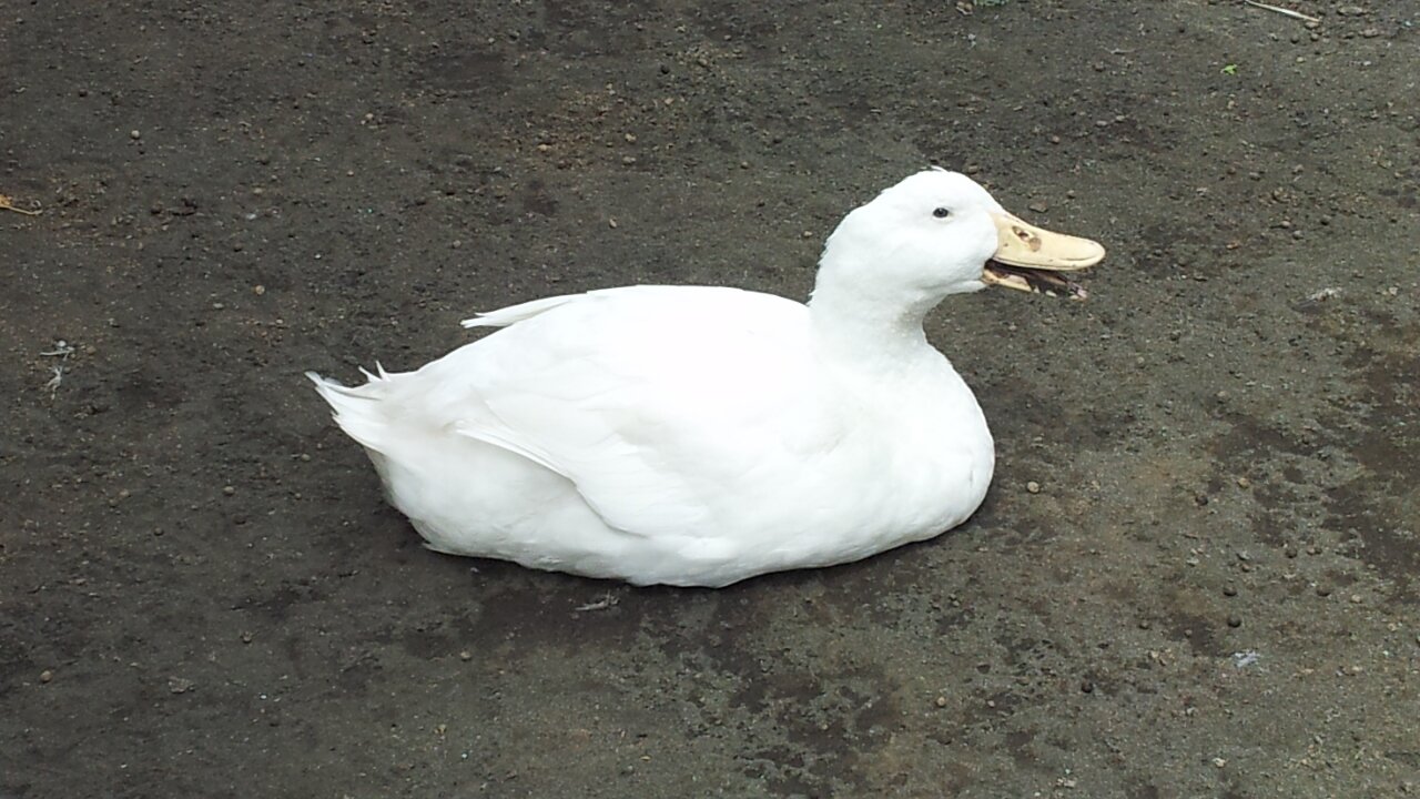 あ