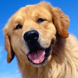 Intensivet Núcleo de Medicina Veterinária Avançada - Belo Horizonte
