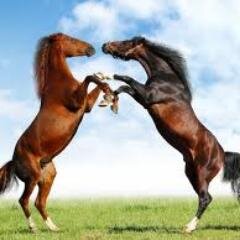Twitter para pessoas que amam e admiram cavalos e hipismo !!