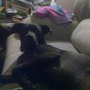 chris clune - @clune_chris - Twitter