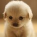 dobbycynthia (@hiuszewong) Twitter profile photo