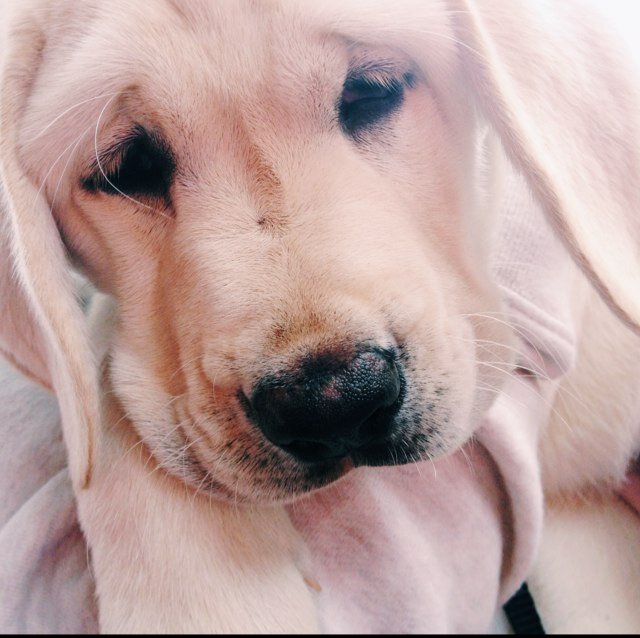 Hi! My name is Erin and I'm a volunteer puppy walker for @GuideDogFdn. Follow along as we tweet about life preparing a puppy for someone who is blind.