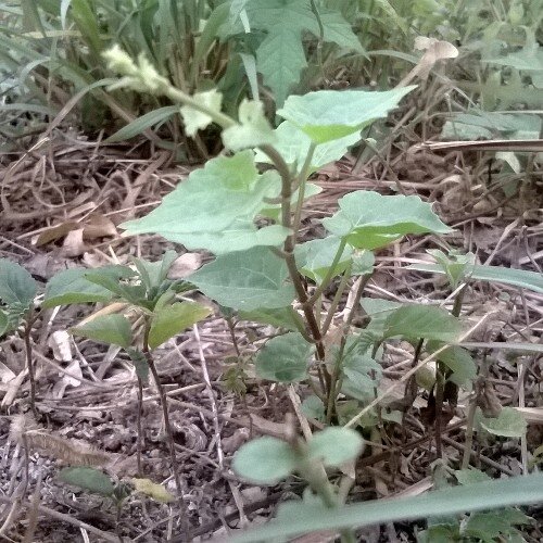 kupredz's profile picture. cah mbareck ki