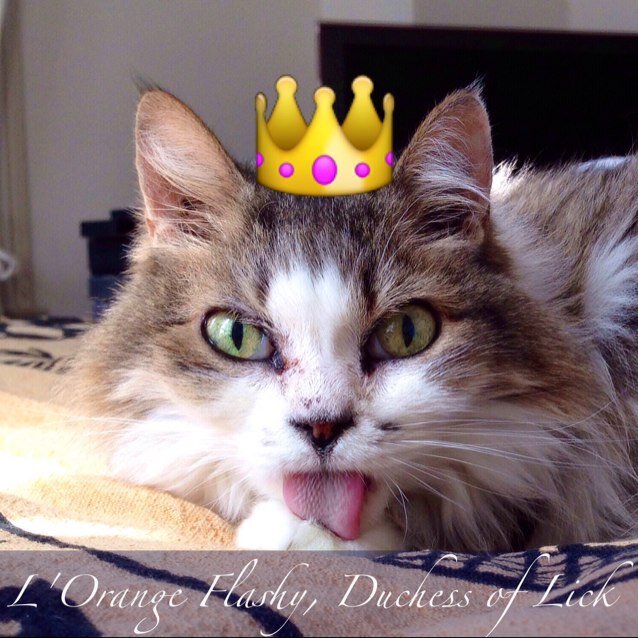 LOrangeFlashy's profile picture. L'Orange Flashy Flashy, Duchess of Lick, a devolving monarchy located within the province of Bedspread. Tolerates routine occupation by dictator/PM P-Kitty.